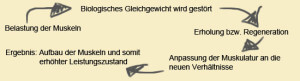 Muskelaufbau – Übungen und Trainingspläne